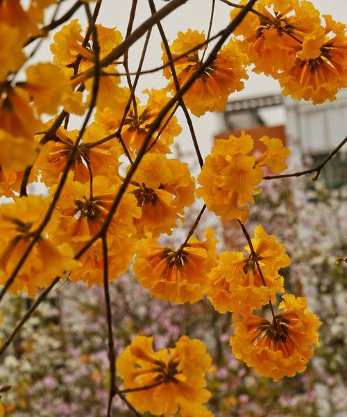 黄花风铃木的花语（探寻花朵与情感的奥秘）