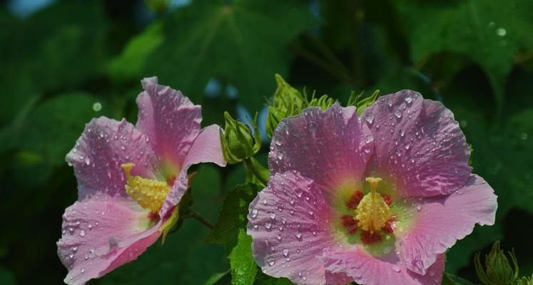 芙蓉花的四季美（赏芙蓉花，从春至冬）