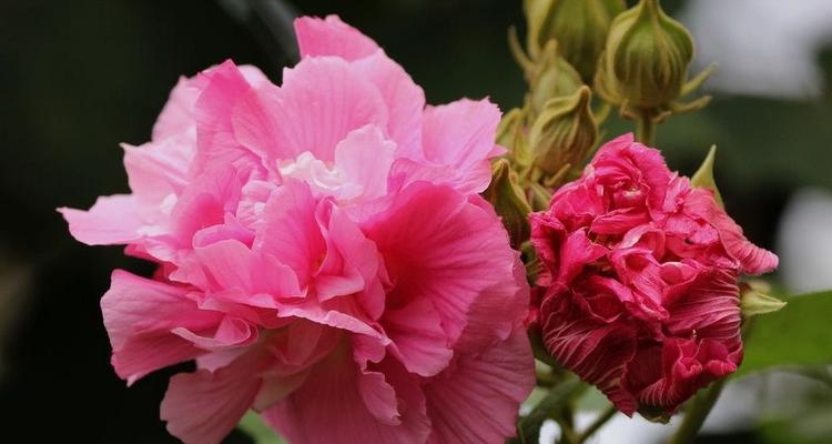 芙蓉花的四季美（赏芙蓉花，从春至冬）