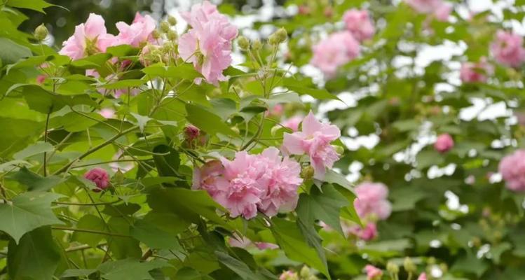 芙蓉花的四季美（赏芙蓉花，从春至冬）