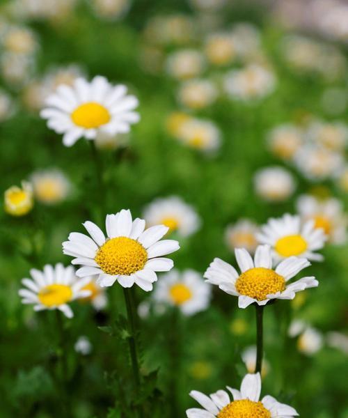 夏日鲜花盛宴（探寻夏季花海的秘密）