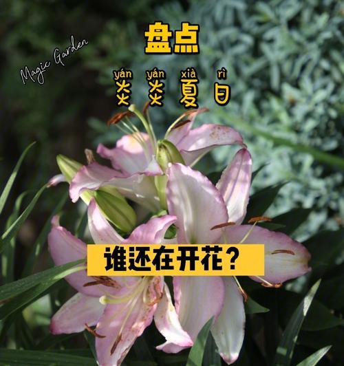 夏日鲜花盛宴（探寻夏季花海的秘密）