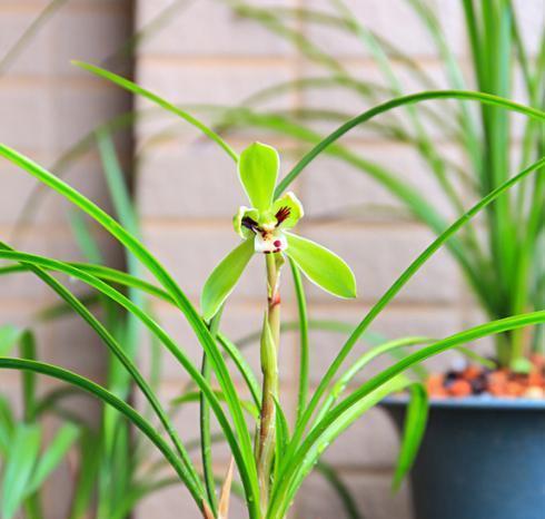 兰花种植方法详解（从选苗到养护，打造优美兰花盆栽）