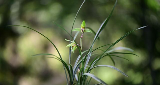 兰花种植方法详解（从选苗到养护，打造优美兰花盆栽）