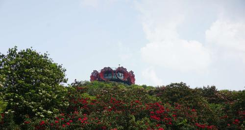 杜鹃花的美丽与神秘（探寻杜鹃花的多彩外貌与生命之谜）