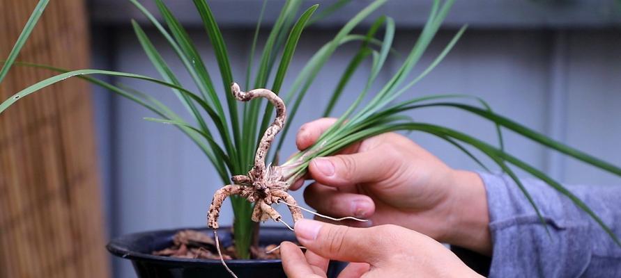 兰花的空根生存之道（从日常护理到环境调节，掌握关键技巧）