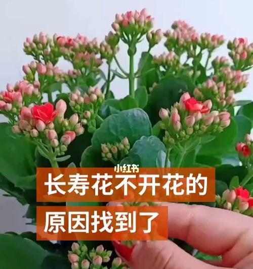 如何修剪长寿花才能开花？（从剪枝到施肥，全面解析长寿花养护技巧）