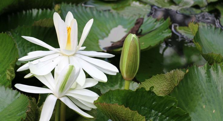 睡莲与荷花的异同（从外形、生长环境到文化象征的比较）