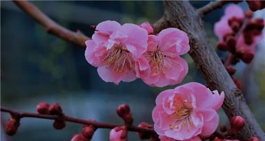 梅花开放的季节（品味春天的清香美景）