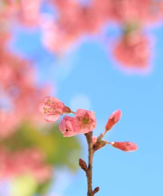 樱花种子发芽时间长？（了解樱花种子发芽时间的关键点。）