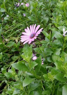 盛夏的花海——六月花开全记录（六月花开，缤纷绽放，享受花海之美）