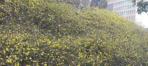 迎春花的种植与养护（花期长、花色艳丽，打造春天最美风景）