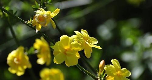 迎春花的种植与养护（花期长、花色艳丽，打造春天最美风景）