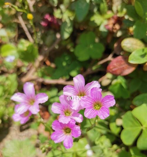 红花酢浆草的花期及观赏技巧（掌握红花酢浆草开花时间，享受更长久的花海时光）