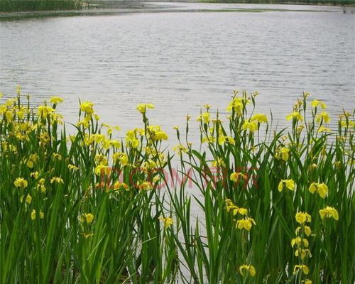 如何种植黄花鸢尾？（黄花鸢尾播种方法详解）