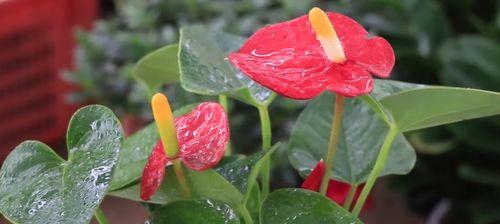 夏日养护红掌，健康叶片花开满枝（红掌夏日护理）