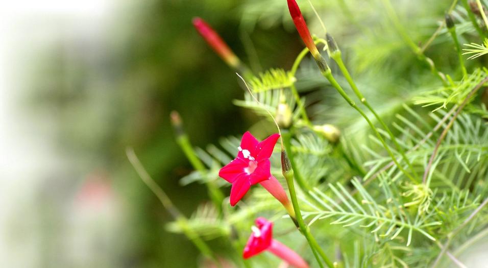 五角星花的寓意（探究五角星花在文化中的象征意义）