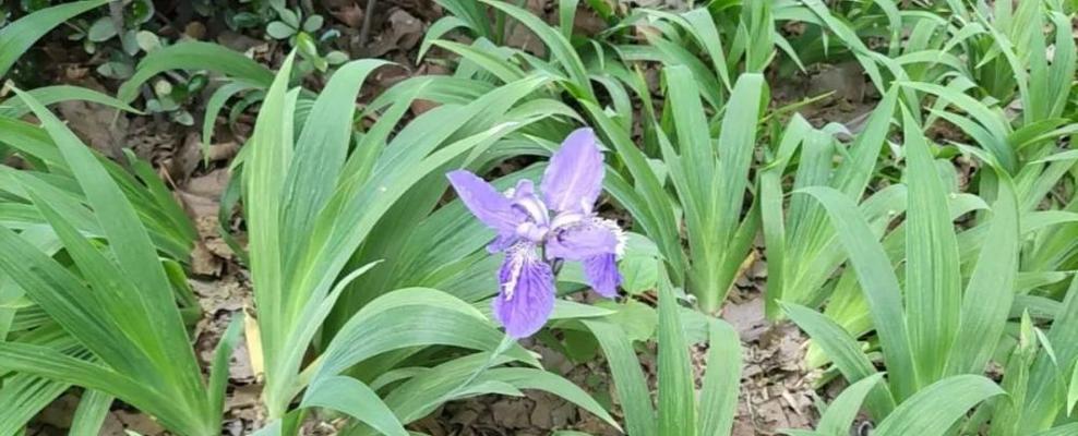 鸢尾花的种植与养护（掌握正确方法，让鸢尾花绽放美丽）