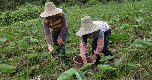 如何种植优质芋头（种植技巧，丰收秘诀，打造高产园区）