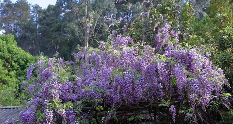 室内紫藤的种植方法（打造室内花园，让紫藤点缀你的生活）