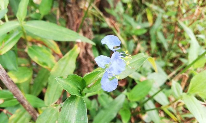 竹节草的养殖技巧（打造优美花园，从竹节草开始）