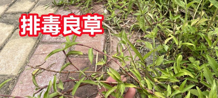 竹节草的养殖技巧（打造优美花园，从竹节草开始）