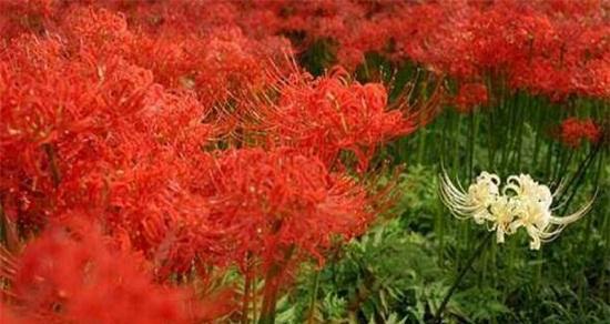 彼岸花秋天开花后的管理技巧（彼岸花管理、彼岸花开花期、彼岸花繁殖、彼岸花移植）