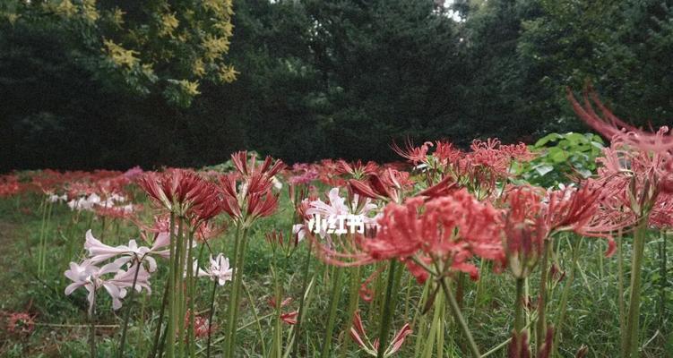 彼岸花秋天开花后的管理技巧（彼岸花管理、彼岸花开花期、彼岸花繁殖、彼岸花移植）