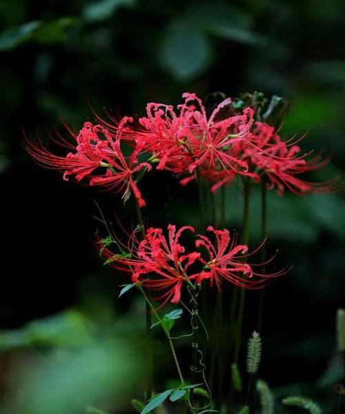 彼岸花秋天开花后的管理技巧（彼岸花管理、彼岸花开花期、彼岸花繁殖、彼岸花移植）