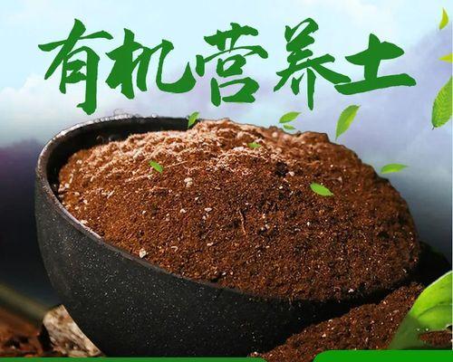 多肉种植的土壤选择（泥土是否适用于多肉种植？）