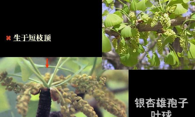 裸子植物的生长特征（探秘裸子植物的花与叶）