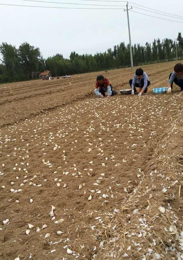 大蒜种植方法详解（从种子到收获，如何成功种植大蒜）