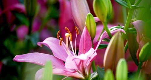 百合花传递的真情（以花语表达感情的艺术）