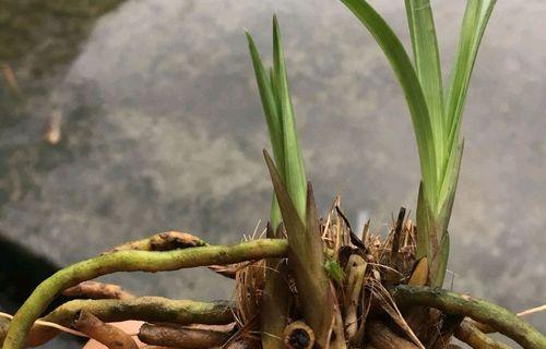 兰花新芽发黄的原因及应对方法（解读兰花新芽发黄的主要原因与有效处理方法）