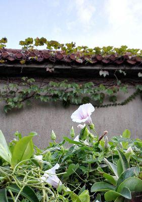 牵牛花花粉会引发过敏吗？（探究牵牛花花粉的成分及可能引发的过敏反应）