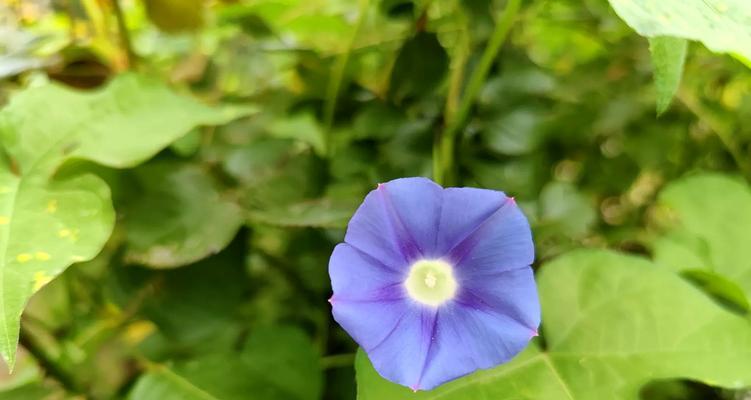 牵牛花花粉会引发过敏吗？（探究牵牛花花粉的成分及可能引发的过敏反应）