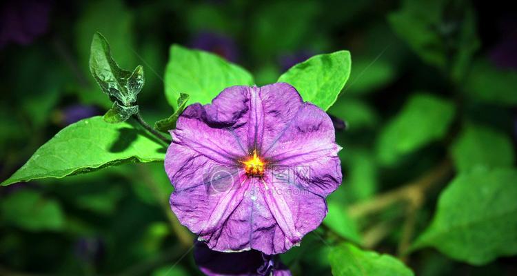 盛夏之花——迎接炎热夏日的花海盛宴（欣赏、品味、感悟——夏季花卉文化的美好与意义）