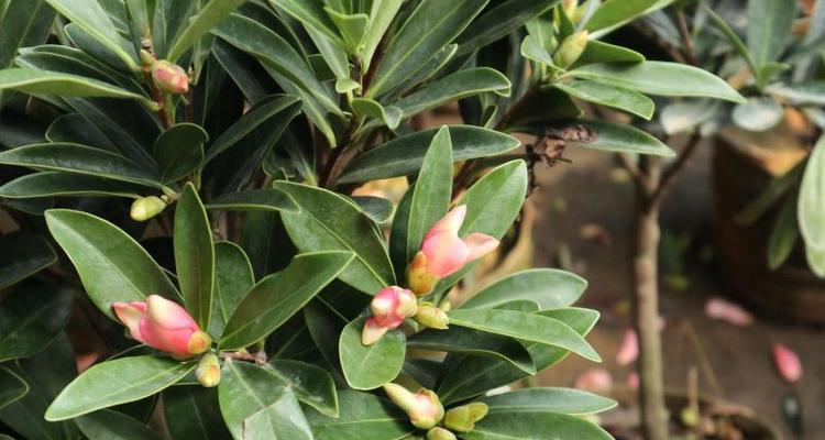 从选购到饲养，教你打造茶花天堂