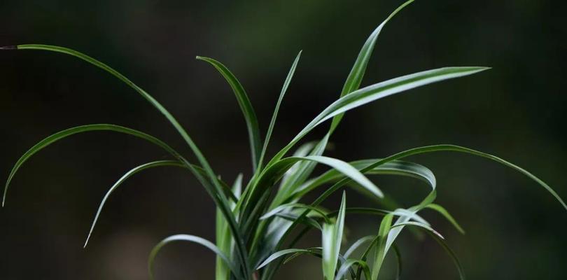 浇水关键，养兰花成败（揭秘养兰花的浇水技巧，为您打造美丽花园）