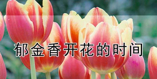 郁金香的栽培方法与时间（从选购到管理全方位详解，成为郁金香种植达人！）