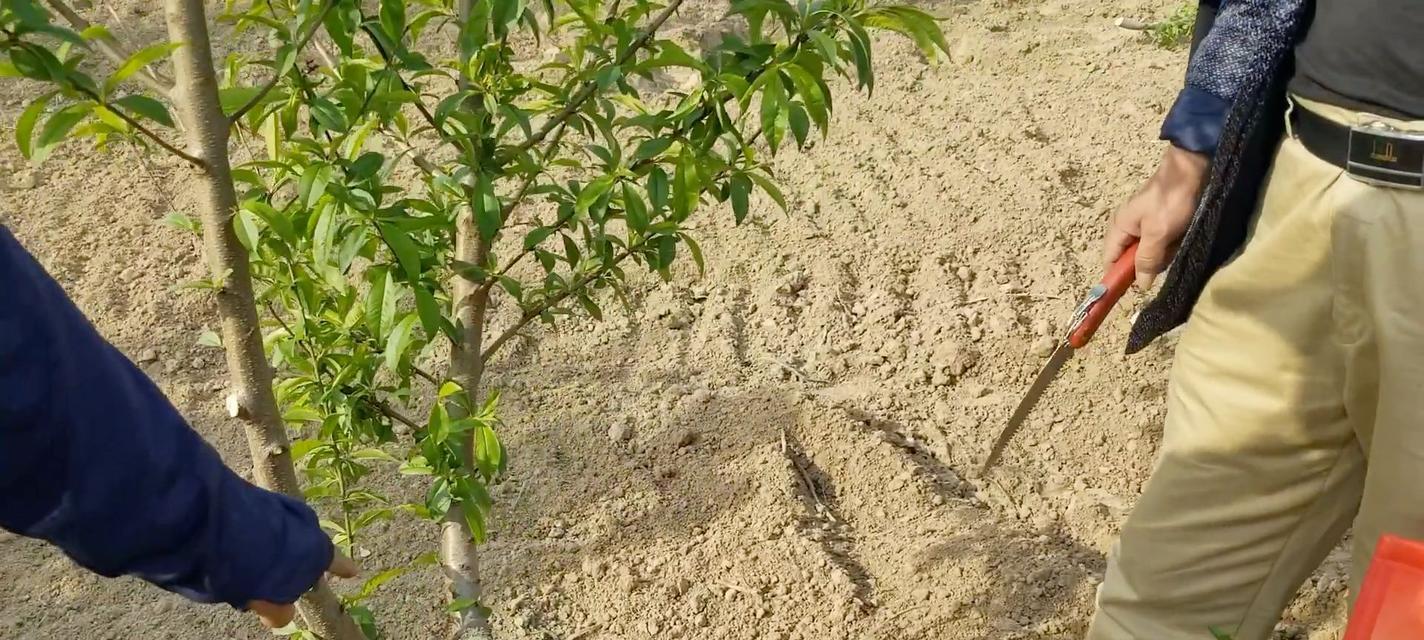 桃树种植的时间和方法（掌握关键诀窍，轻松培育自己的果园）