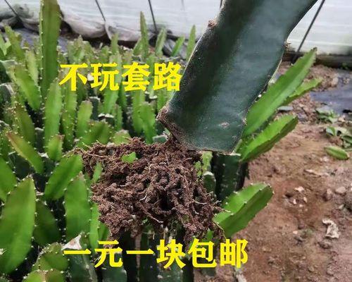 火龙果种植技巧（从选种到收获，一步步教您种出优质火龙果）