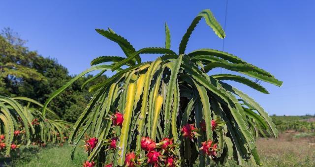 火龙果种植技巧（从选种到收获，一步步教您种出优质火龙果）