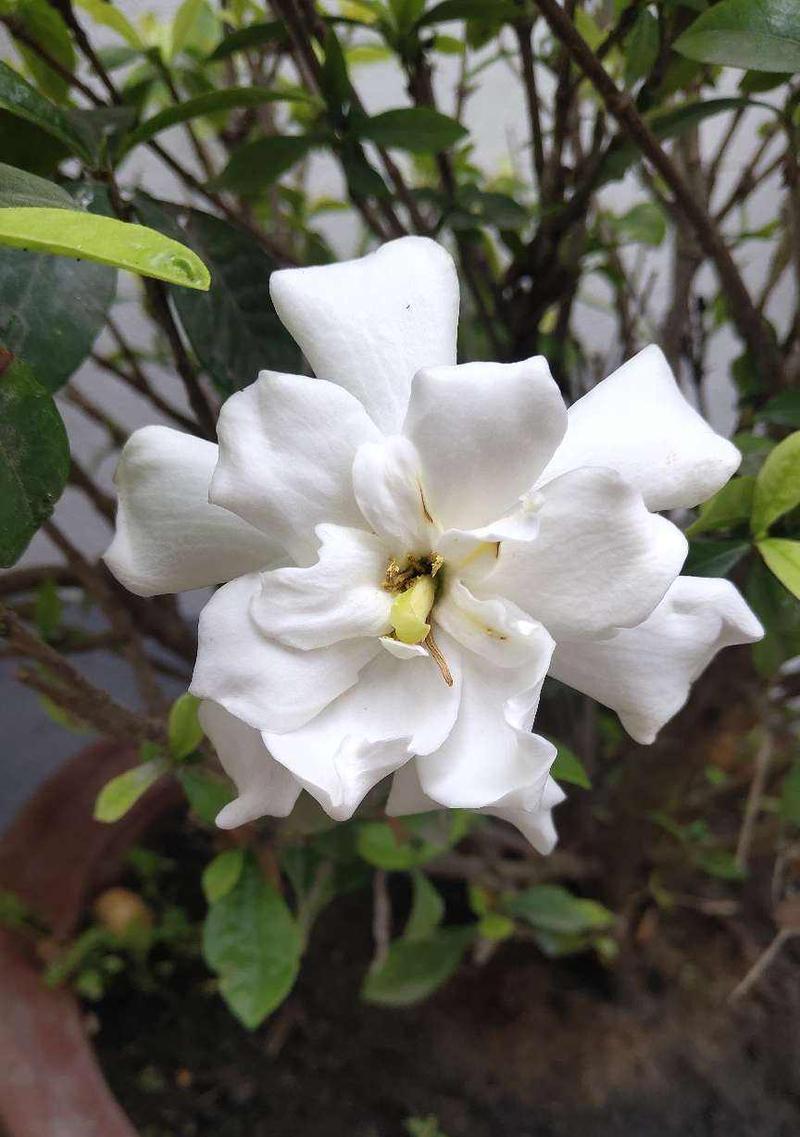 栀子花夏日曝晒，植物专家揭秘真相（烈日当头的夏季，栀子花能否“挺”过高温？）