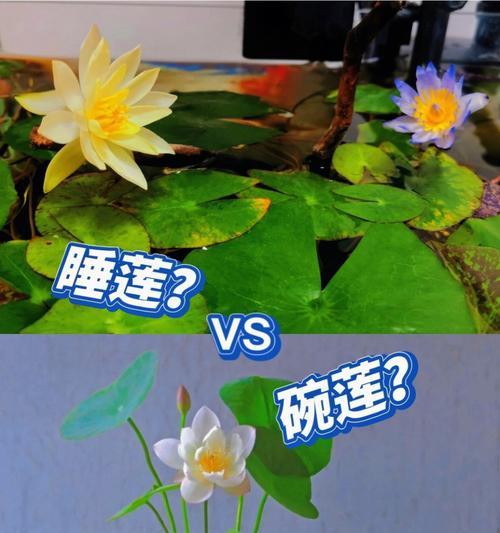 如何养护鲜花睡莲（睡莲的生长环境和养护技巧）