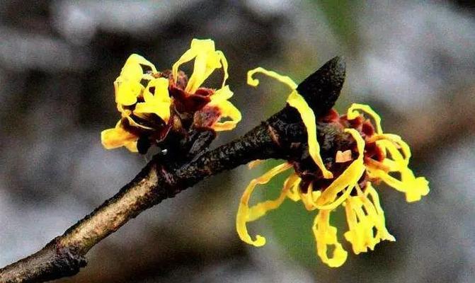 金缕梅——一种美丽而神奇的植物（了解金缕梅，发现自然的美丽）