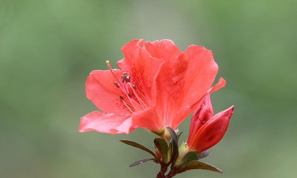 杜鹃花的种植方法（简单易行，让家中花园充满色彩）