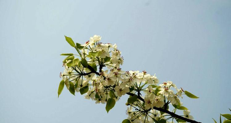 梨花盛开的季节（探究梨花开花季节，了解梨花的繁衍生息）