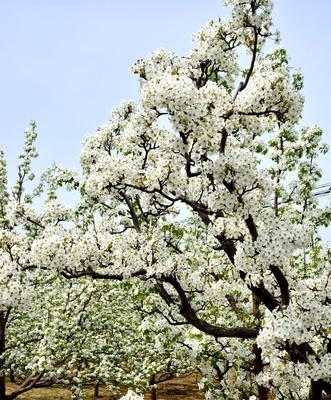 梨花盛开的季节（探究梨花开花季节，了解梨花的繁衍生息）