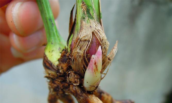 建兰花的种植方法（从选种到管理，一步步教你成功种出美丽的建兰花）